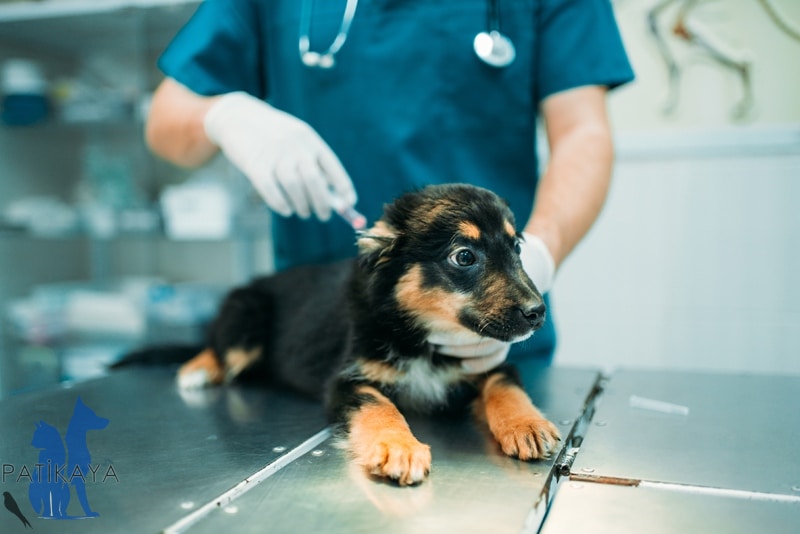 Köpeklerde Kene Hastalığı 3 Köpeklerde Kene Hastalığı Tedavisi