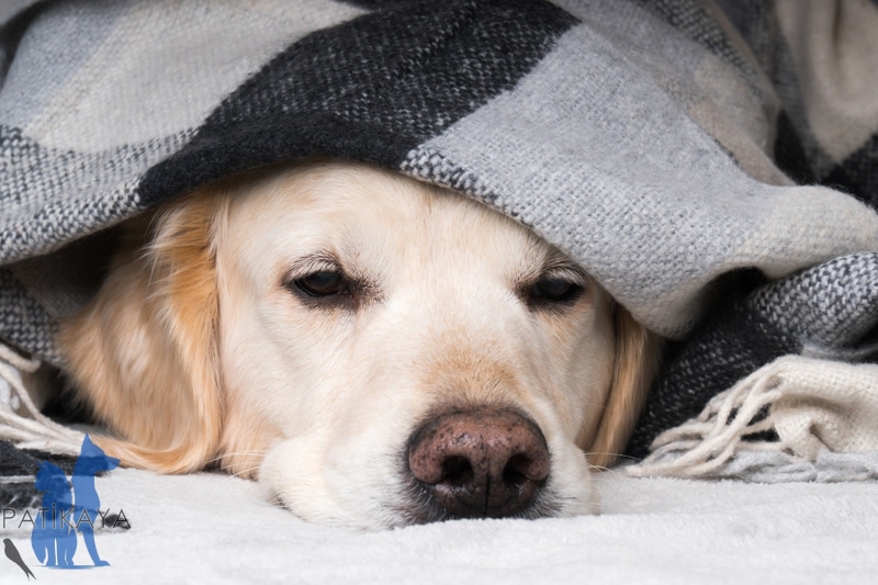 Köpeklerde Kene Hastalığı 1 Köpeklerde Kene Hastalığı