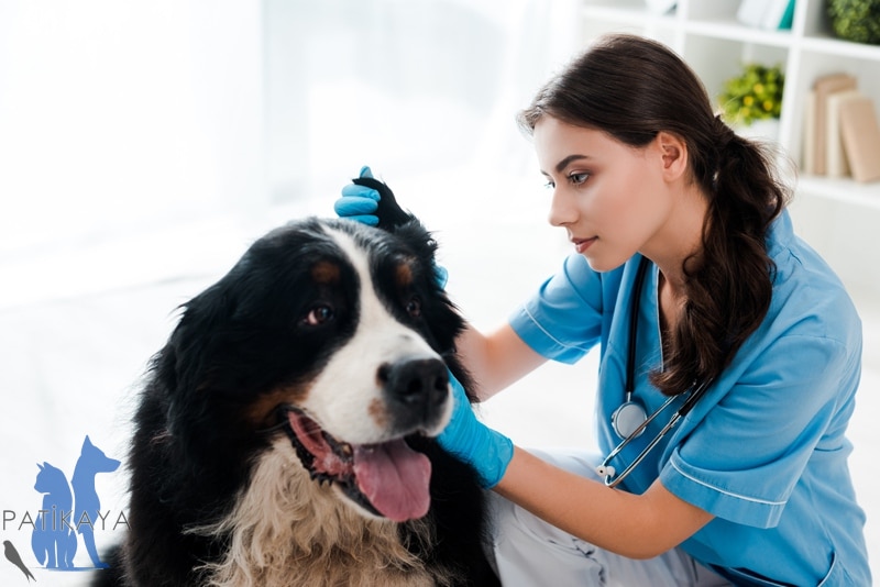 Köpeklerde Kulak İltihabı Nedir? 2 Köpeklerde Kulak İltihabı