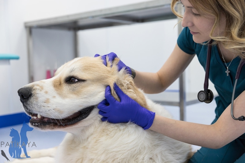 Köpeklerde Kulak İltihabı Nedir? 3 Köpeklerde Kulak İltihabı