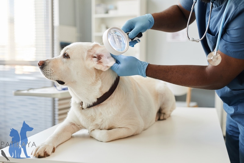 Köpeklerde Kulak İltihabı Nedir? 1 Köpeklerde Kulak İltihabı Nedir?