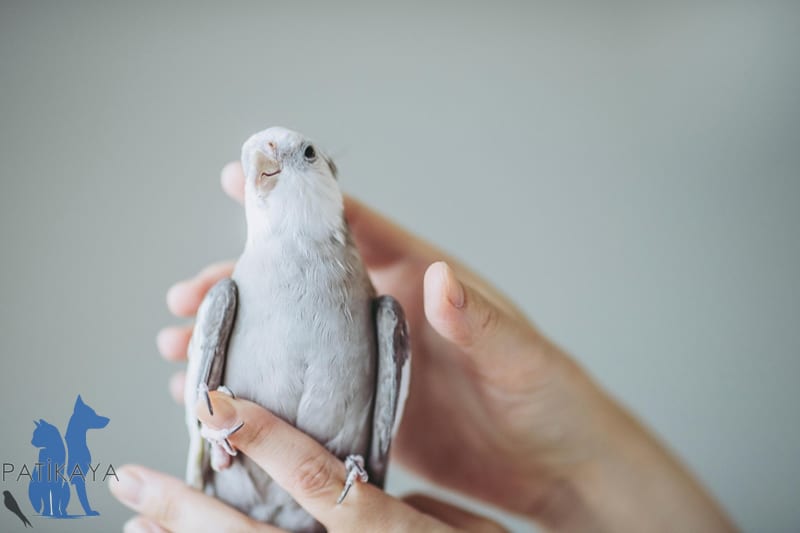 Kuş Hastalıkları Belirtileri? 1 Kuş Hastalıkları Belirtileri?