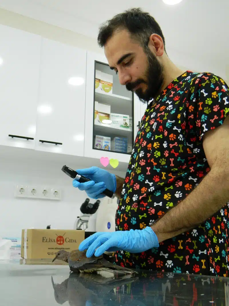 Kuşlarda Gaga Sorunları Nelerdir? 4 Geniş Ve Detaylı Kuş Muayenesi - 7/24 Acil Veteriner Patikaya