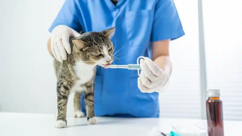 Sık Görülen Kedi Hastalıkları