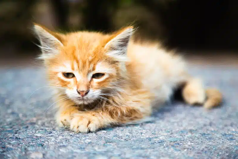 Sık Görülen Kedi Hastalıkları