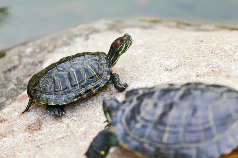 Su Kaplumbağası Hastalıkları
