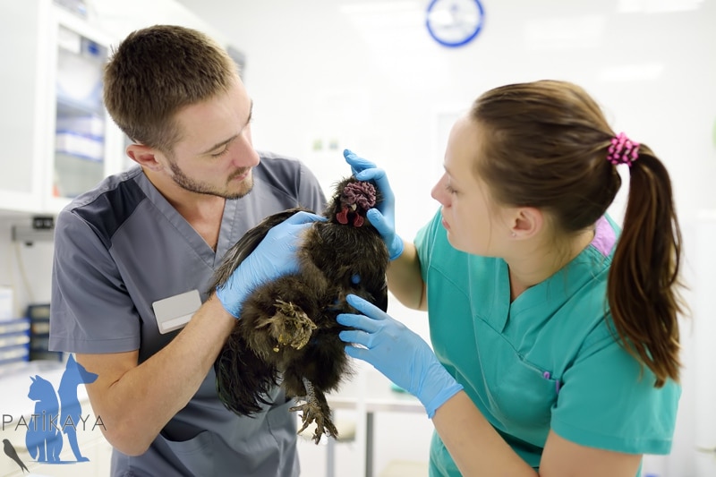 Tavuklarda Hastalıklar