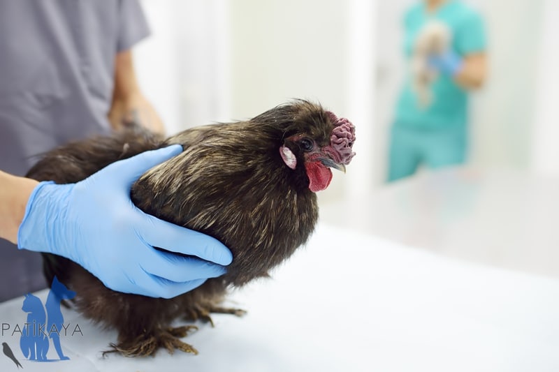 Tavuk Hastalıkları Tedavisi