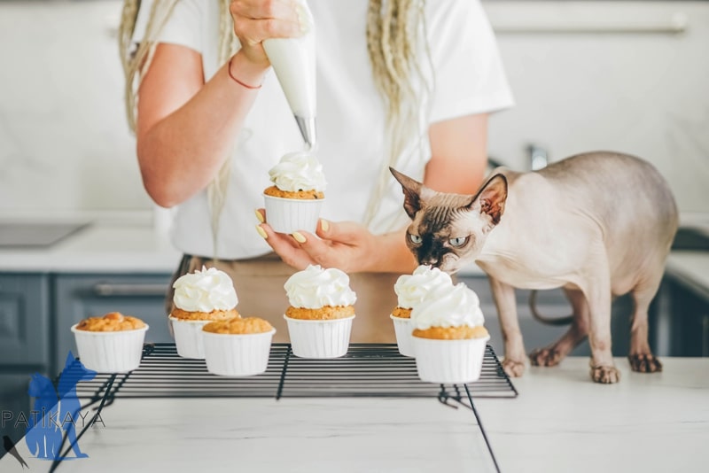 Kedi Diyabeti Nedir? 2 Kedilerde Diyabet