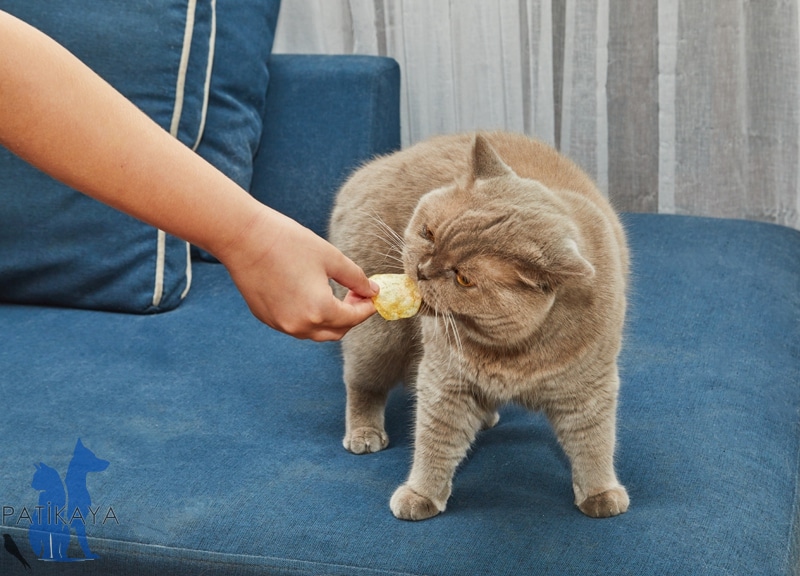 Kedilerde Şeker Hastalığı