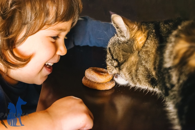 Kedi Diyabeti Nedir? 1 Kedi Diyabeti Nedir?