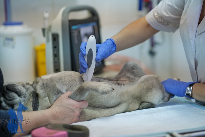 Köpeklerde Kanser 2 Köpek Kanser Teşhisi - Köpek Ultrason
