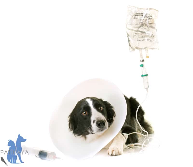 Köpeklerde Kanser 3 Köpek Kanser Tedavisi