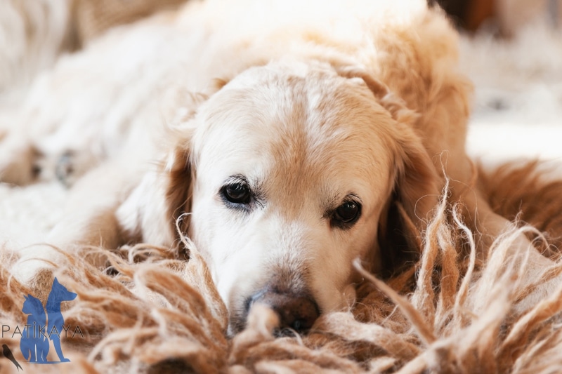 Köpeklerde Kanser 1 Köpeklerde Kanser