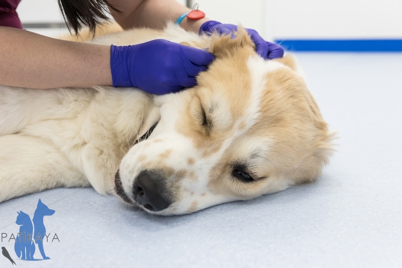 Köpeklerde Saçkıran 2 Köpeklerde Saçkıran - Alopesi