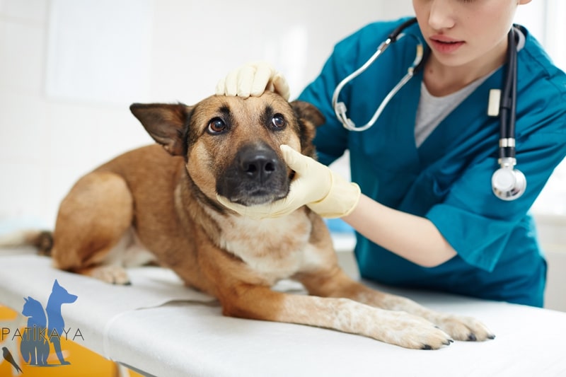 Köpeklerde Saçkıran 3 Köpeklerde Saçkıran Tedavisi