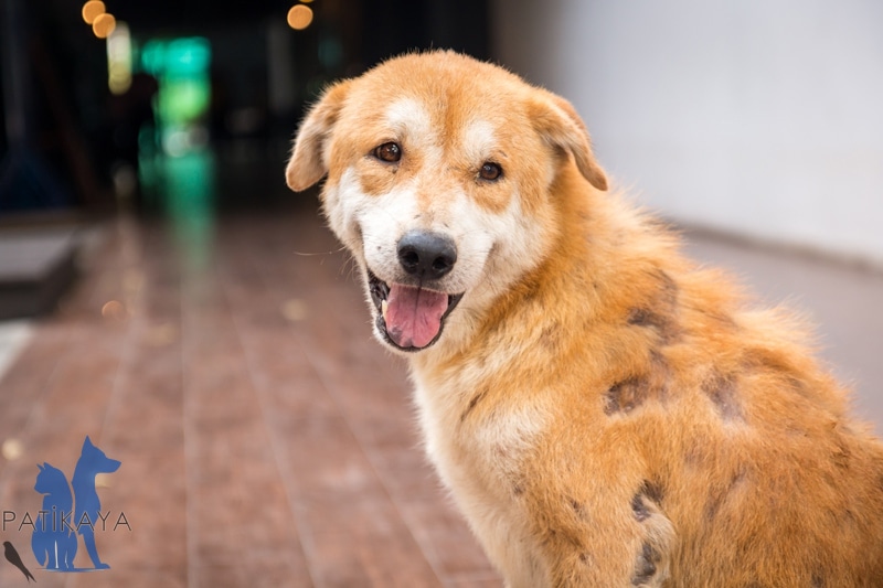 Köpeklerde Saçkıran 1 Köpeklerde Saçkıran (Alopesi) Nedir?