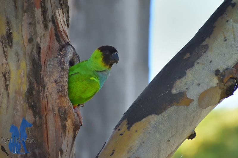 Papağan Türleri ve Özellikleri 3 Nanday Conure