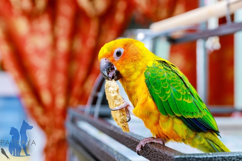Papağan Türleri ve Özellikleri 4 Sun Conure