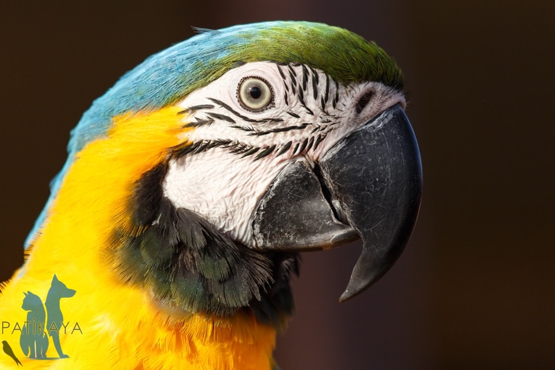 Papağan Türleri ve Özellikleri 5 Mavi ve Altın Amerika Papağanı