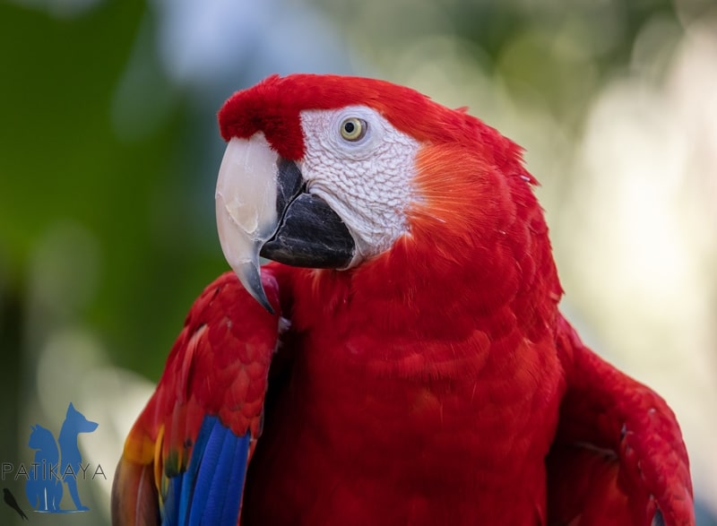 Papağan Türleri ve Özellikleri 6 Scarlet Macaw