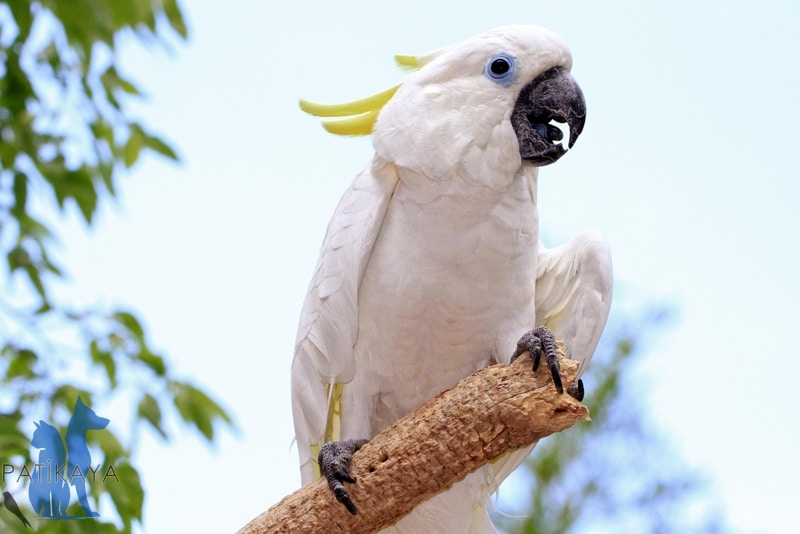 Umbrella Cockatoo - Şemsiye Kakadu