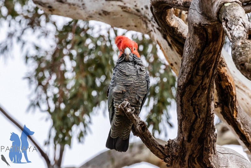 Papağan Türleri ve Özellikleri 9 Sulphur - Crested Cockatoo