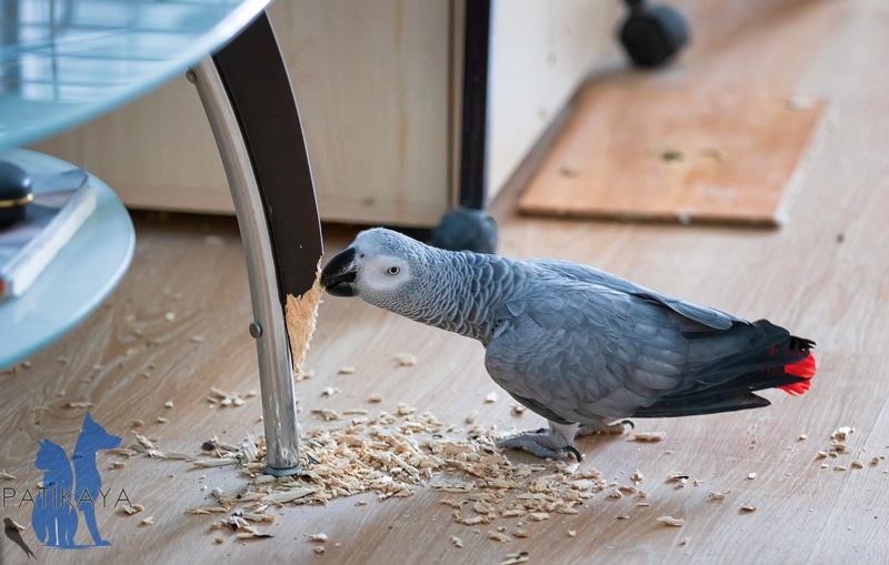 Papağan Türleri ve Özellikleri 10 Afrika Gri Papağanı