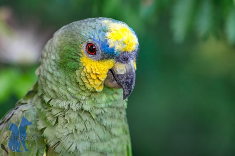 Papağan Türleri ve Özellikleri 12 Amazon Mavi Cepheli Papağan
