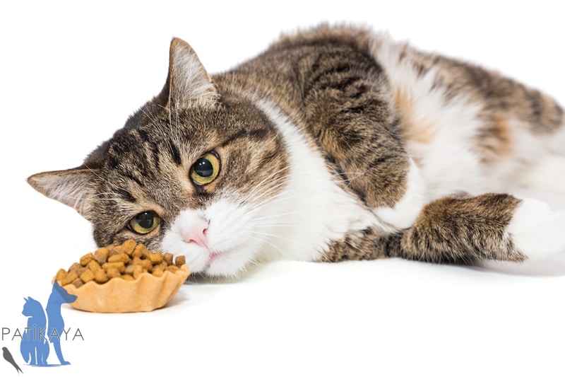 Kedilerde Kötü Beslenme ve Ağız Kokusu
