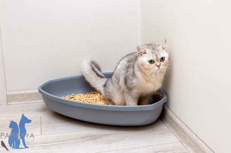 Kedilerde Böbrek Hastalıkları Belirti ve Tedavi Yöntemleri