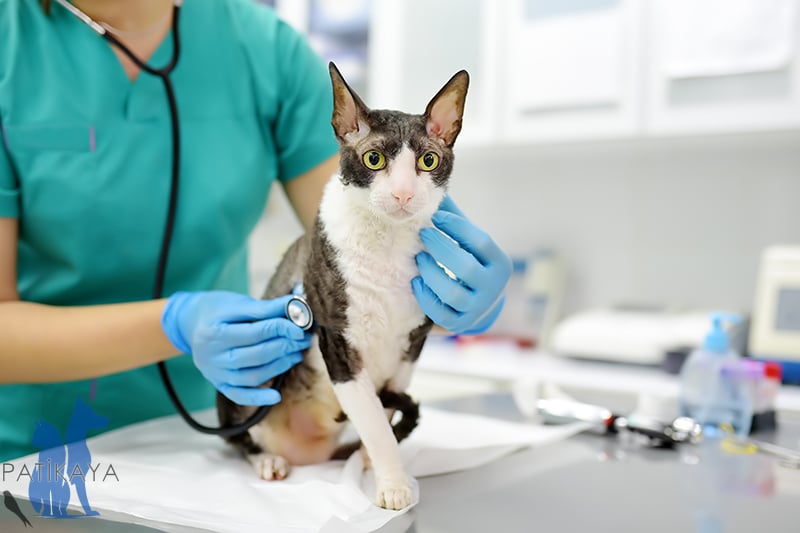 Kedilerde Burun Akıntısı Nedenleri, Tedavisi ve Önlenmesi
