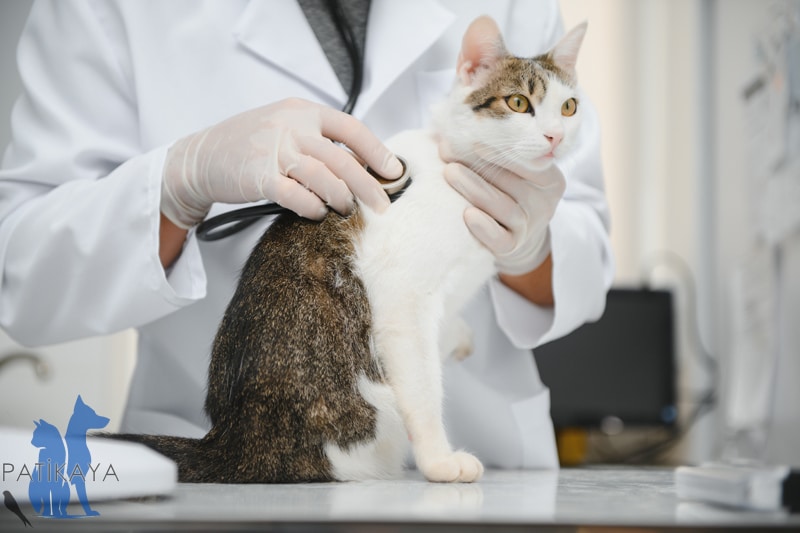 Kedilerde Grip Nedir? Belirtileri Nelerdir? Tedavi Edilebilir mi?