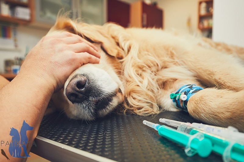 Köpeklerde Artrit Belirtileri Nedenleri ve Tedavi Yöntemleri