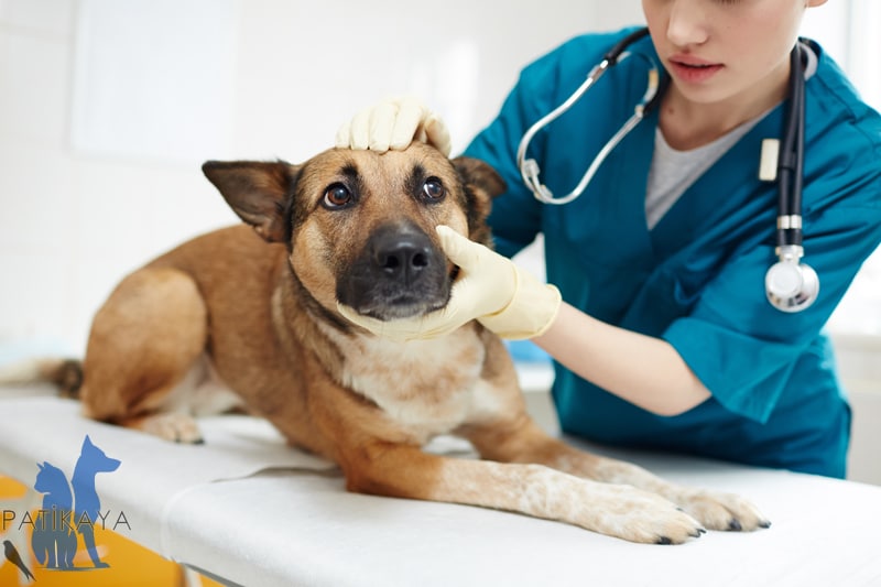 Köpeklerde Atopik Dermatit - Atopi Nedir?