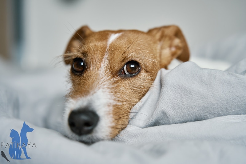 Köpeklerde Atopik Dermatit - Atopi Nedir?