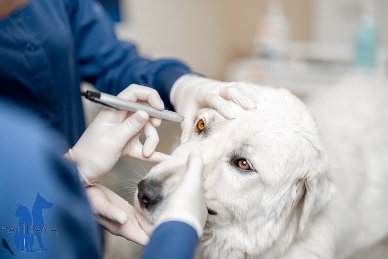 Köpeklerde Katarakt Nedir? 2 Köpek Katarak Hastalığı Tespiti - Patikaya Veteriner