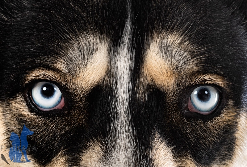 Köpeklerde Katarakt Nedir? 3 Köpeklerde Görme Problemi