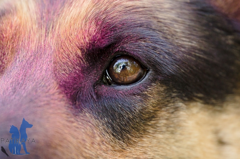 Köpeklerde Katarakt Nedir? 4 Köpeklerde erken başlangıçlı katarakt