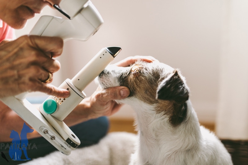 Köpeklerde Katarak Tedavisi - Gece Açık Veteriner Patikaya