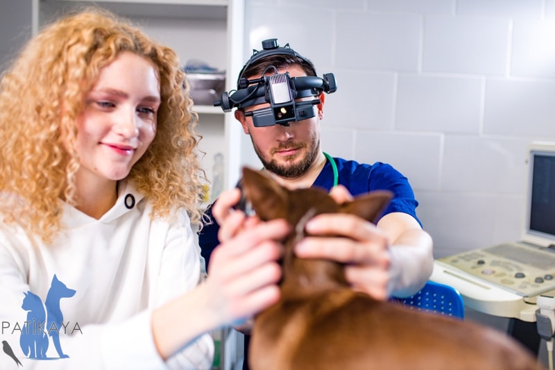 Köpeklerde Katarakt Nedir? 1 Köpeklerde Katarakt Nedir?