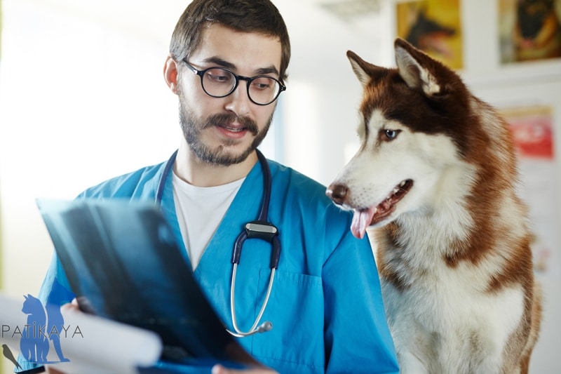 Köpeklerde Maya Enfeksiyonları Nasıl Tedavi Edilir? 3 Köpeklerde Maya Tedavisi