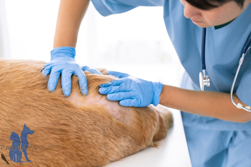 Köpeklerde Maya Enfeksiyonları Nasıl Tedavi Edilir? 1 Köpeklerde Maya Enfeksiyonları Nasıl Tedavi Edilir?