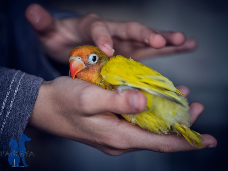 Kuşlarda Göz Bozuklukları  - Kuş Veterineri Patikaya