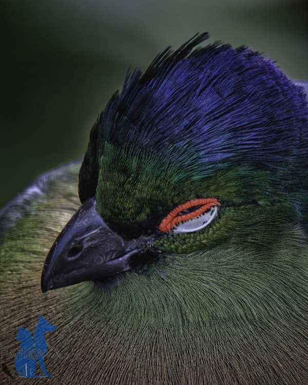 Kuşlarda Göz Hastalıkları Tedavisi Patikaya Veteriner Kliniği Başakşehir