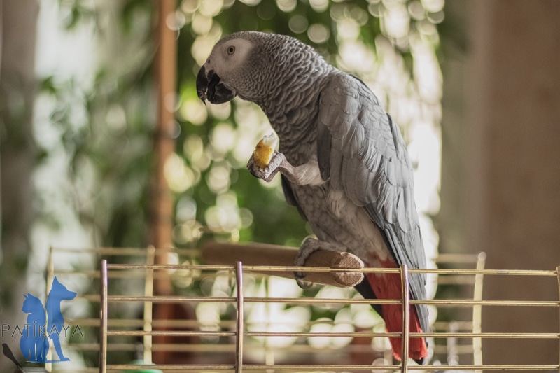 Papağan Diyeti Nasıl Olmalı? Papağanlar Ne Yer?