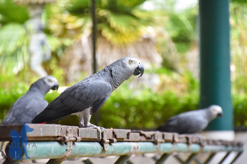 Papağan Diyeti Bileşenleri