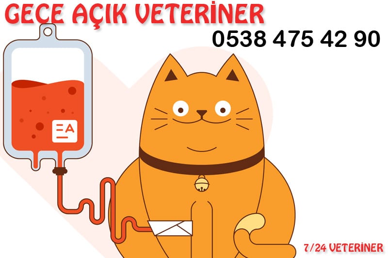 Kedilerde Nörolojik Bozukluklar 3 Acil Veteriner Patikaya +90 (538) 475 42 90