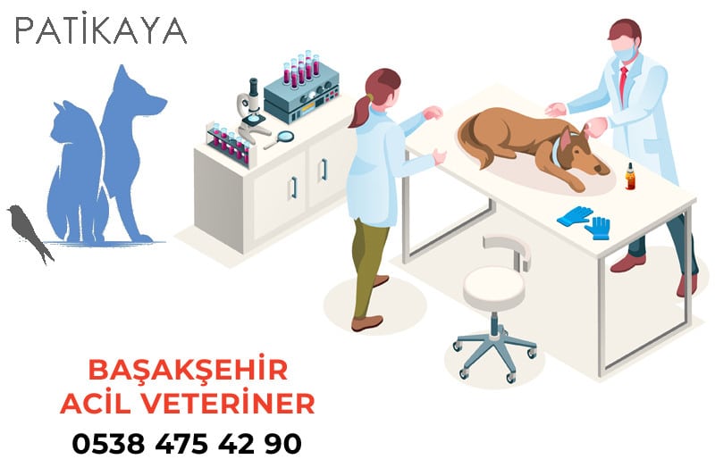 Başakşehir Acil Veteriner Kliniği 3 Başakşehir Acil Veteriner Kliniği Patikaya - 0538 475 42 90