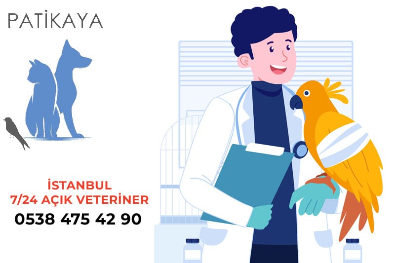 İstanbul'un En İyi Veteriner Hekimleri Patikaya 0538 475 42 90
